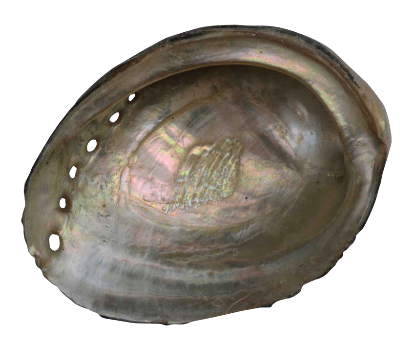Australian Mother of Pearl Co. Pty Ltd
